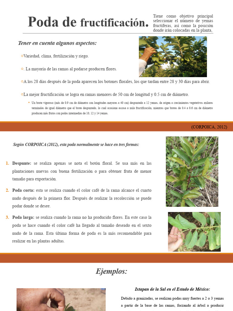 Poda de Fructificación | PDF | Agricultura | Botánica