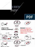 Auditory Pathway