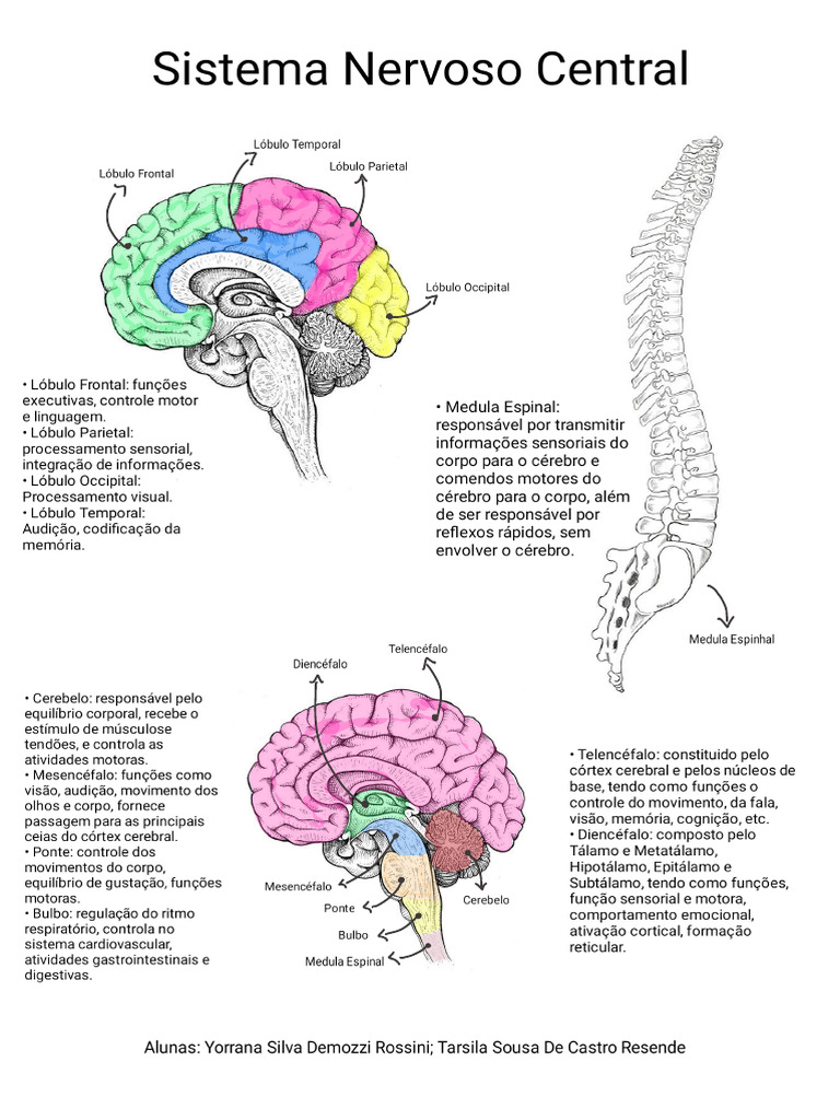 Mapa Mental Sistema Nervoso Central | PDF