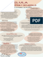 Infografia Evolucion Humana Ilustrado Colores Neutrales