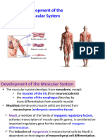 Dev Muscular System