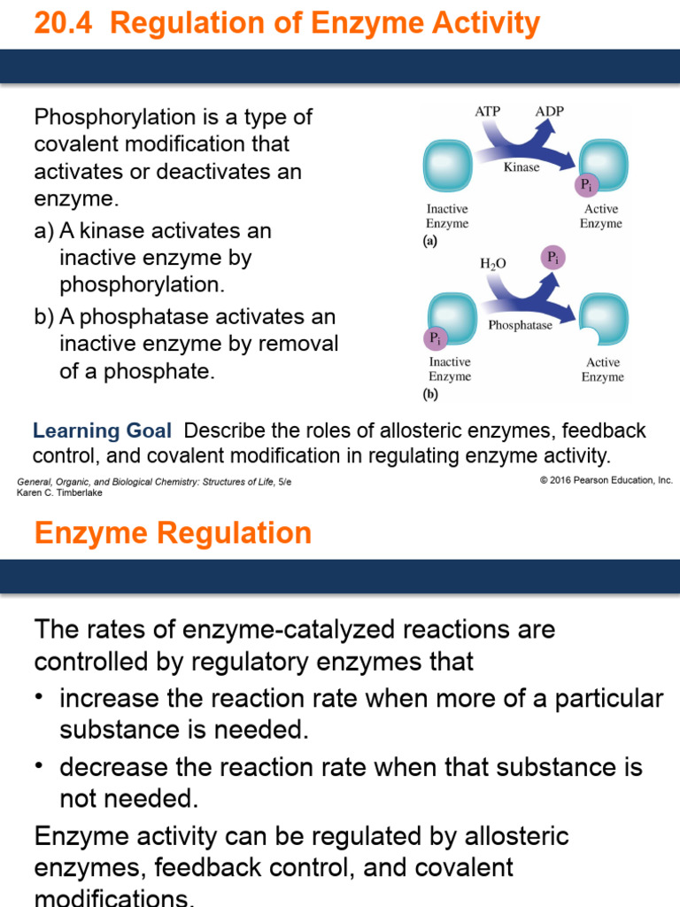 Enzyme Regulation Mechanisms Explained | PDF | Enzyme | Active Site