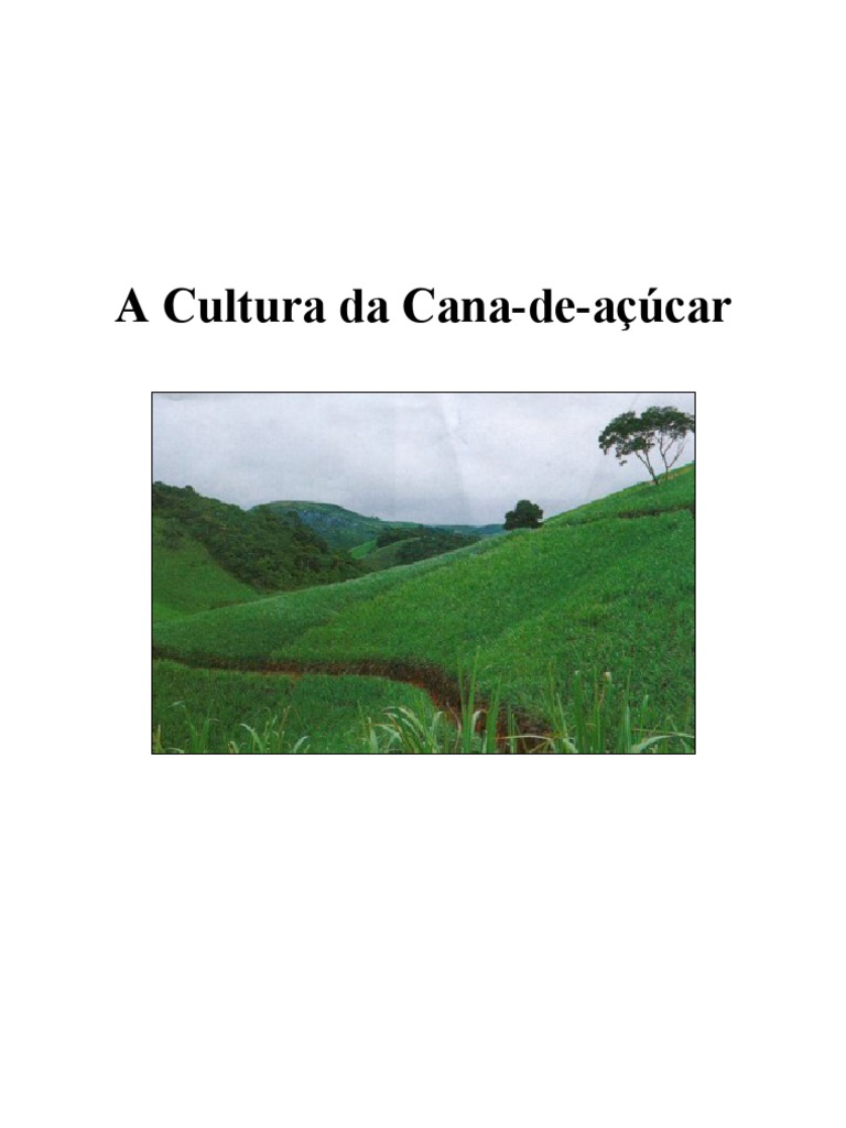 Cultura da Cana-de-açúcar no Brasil | PDF | Cana de açúcar | Açúcar