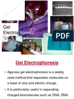 Lab 6 Bio Gel Electrophoresis
