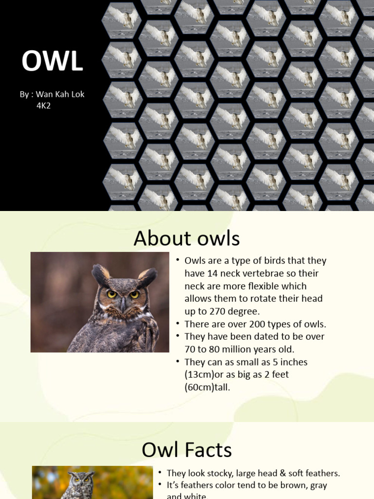 Fascinating Facts About Owls | PDF