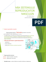 Anatomia Sistemului Reproducator Masculin (Autosaved)