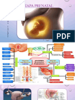 Etapa Prenatal