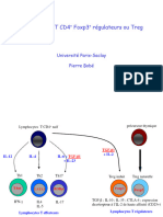 Lymphocytes T Régulateurs CD4+Foxp3+ - Pierre Bobé 2023