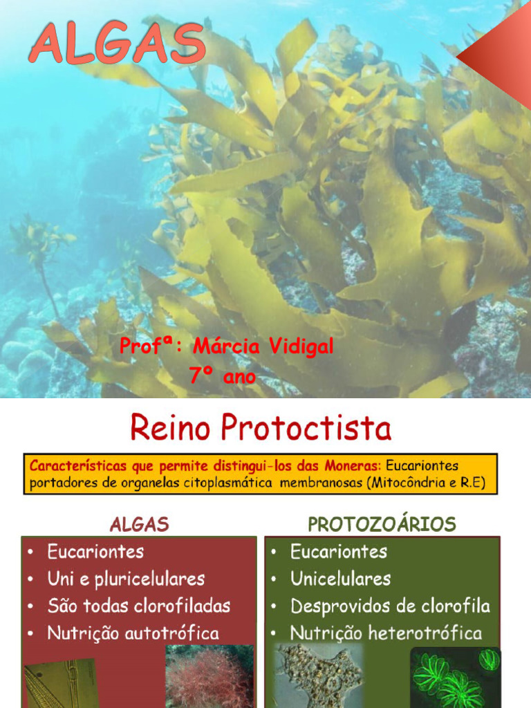 Características e Importância das Algas | PDF | Algas | Organismos
