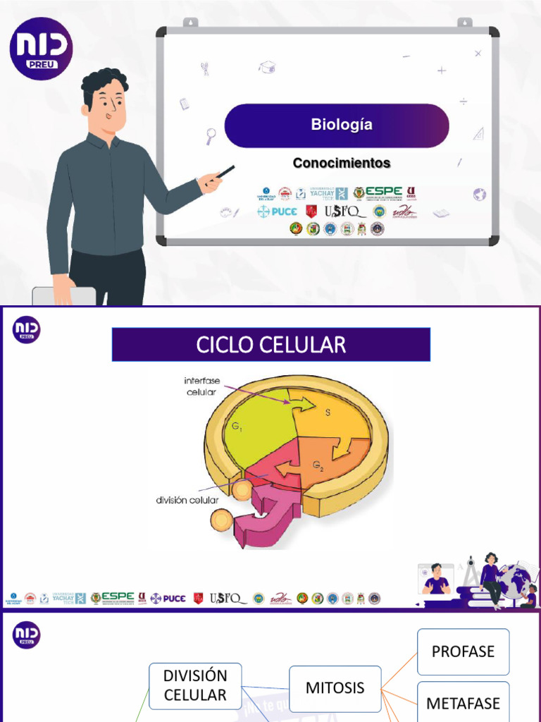 Fases del Ciclo Celular y Mitosis | PDF | Mitosis | Mitosis