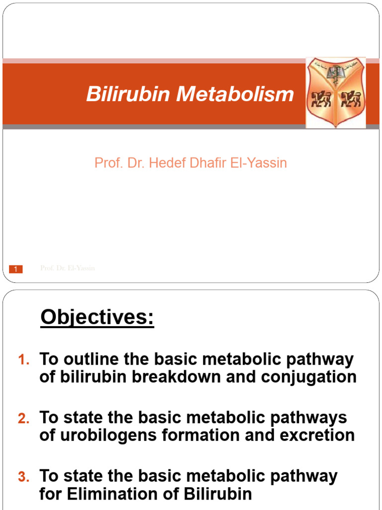 L6 bilirubin metabolism pdf medical specialties digestive system