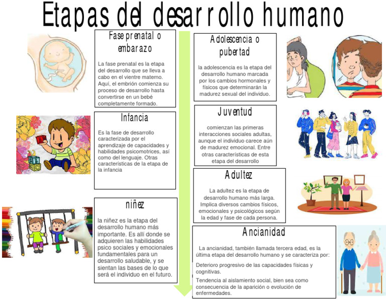 Etapas del Desarrollo Humano | PDF | Adultos | Vejez