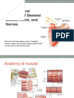 Muscle and Nerve