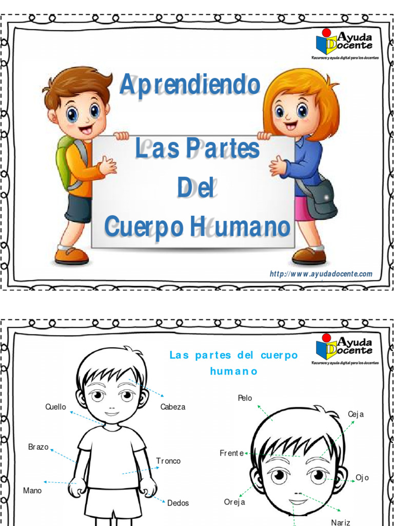 Partes del Cuerpo Humano para Niños | PDF