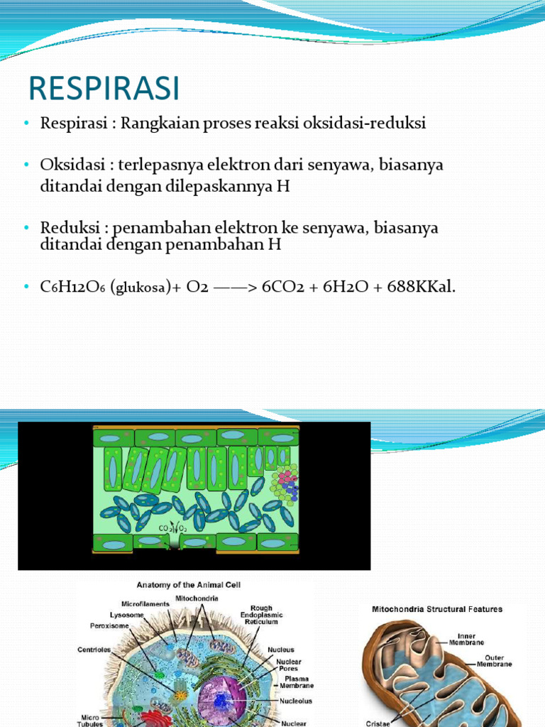 Proses dan Tahapan Respirasi Seluler | PDF