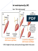 Sejt Membranpotencial