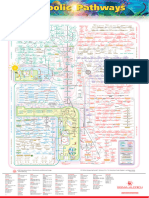 Sigma Metabolic Pathways-1