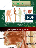 SistemasDigestivo y Respiratorio - 1ESO