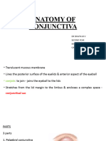 Anatomy of Conjunctiva