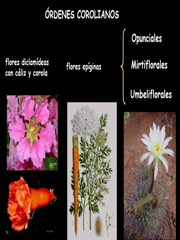 Órdenes Corolianos: Clasificación y Características | PDF | Flores | Fruta