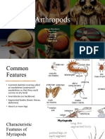 Arthropods Group 5