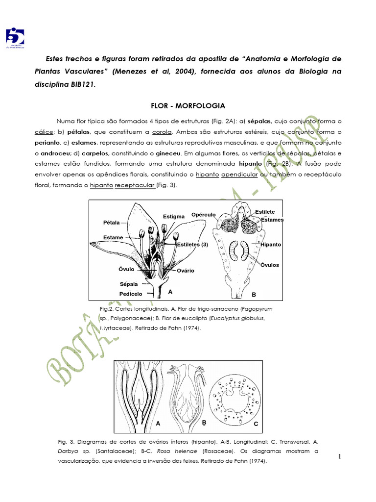 Morfologia Floral: Estruturas e Tipos | PDF | Flores | Áreas da Botânica