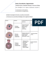 Guia Gametogénesis y Fecundación 1