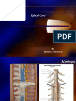 LP4 - Nervous - Spinal Cord