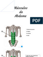 Músculos Do Abdome
