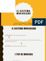 Il Sistema Muscolare D