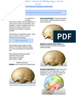 Anatomia Dos Ossos Do Cranio