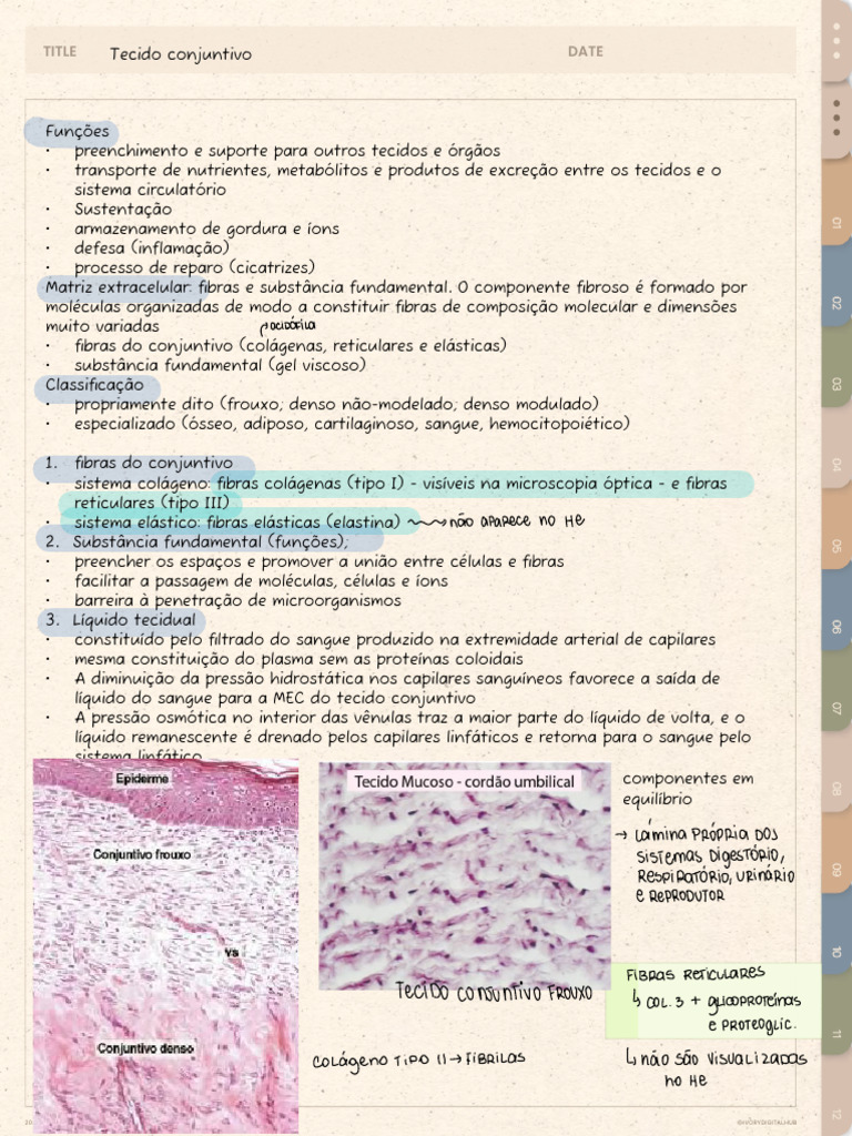 Resumo do Tecido Conjuntivo | PDF | Tecido conjuntivo | Colágeno