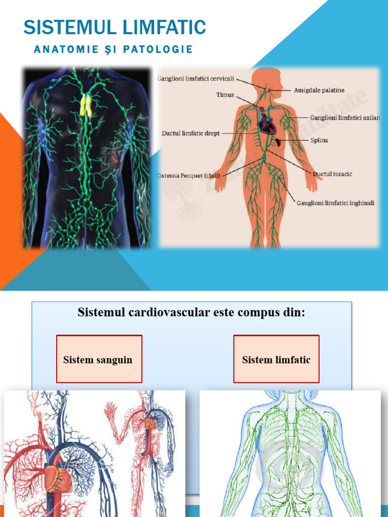 Sistemul Limfatic | PDF