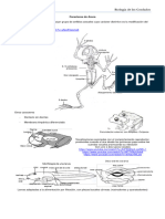 Caracteres de Anura, Gymnophiona y Caudata