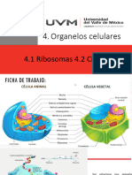 Biologia Celular Tema 4