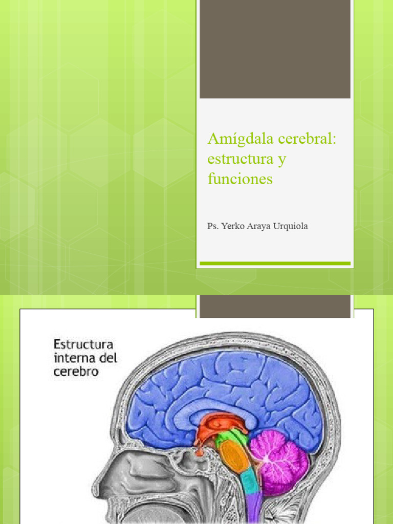 Funciones de la Amígdala Cerebral | PDF | Las emociones | Hipotálamo