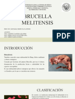 Brucella Melitensis