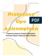 Protozoos Tipo Apicomplexas-1