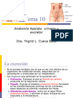 Tema 10:: Anatomía Aparato Urinario y Excretor Dra. Yngrid L. Cueva Baca