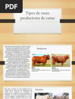 Razas Cebú: Características y Origen | PDF | Vacas | Animales domesticados