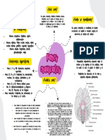 Pares Craneales ANATOMÍA 