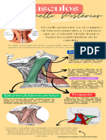 Músculos Del Cuello Posterior Anatomía
