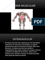 Sistema Muscular