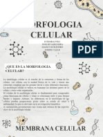 Morfologia Celular