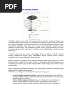 Cerebellum Pdf