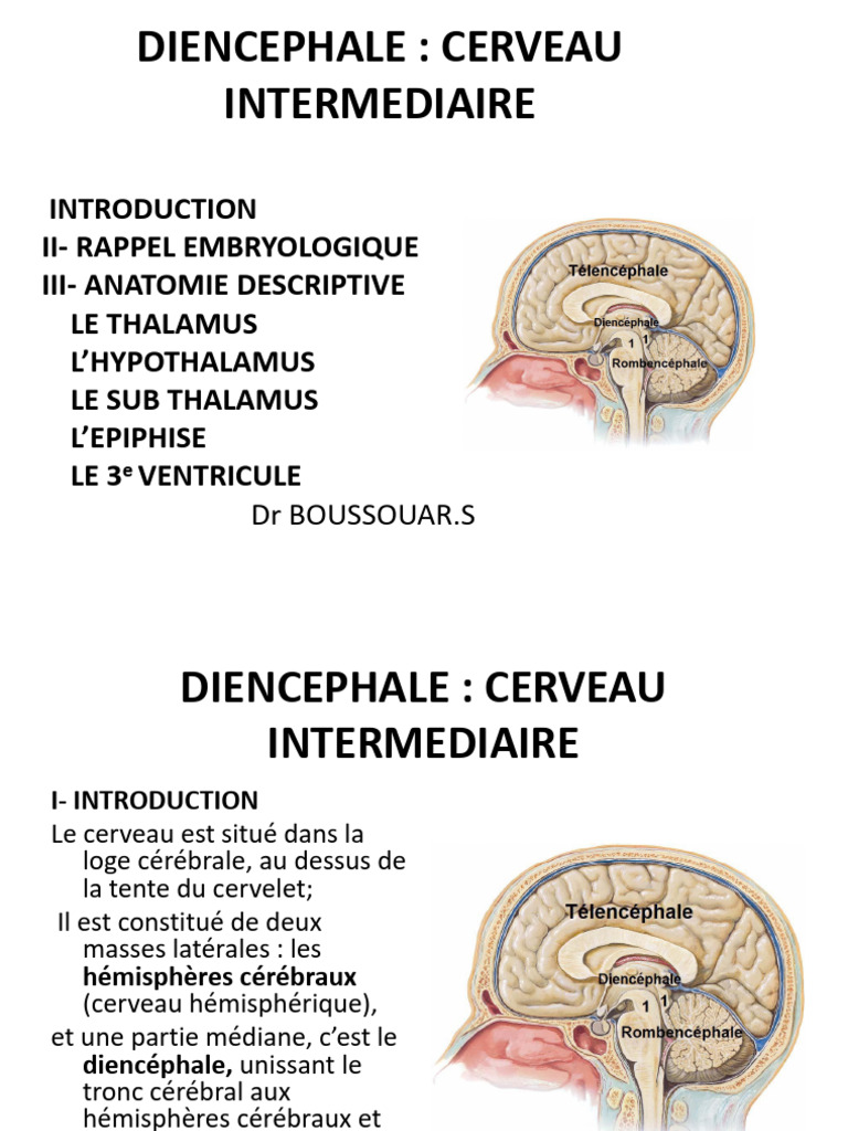 Anatomie du Diencéphale | PDF | Hypothalamus | Thalamus