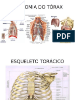 Anatomia Do Tórax