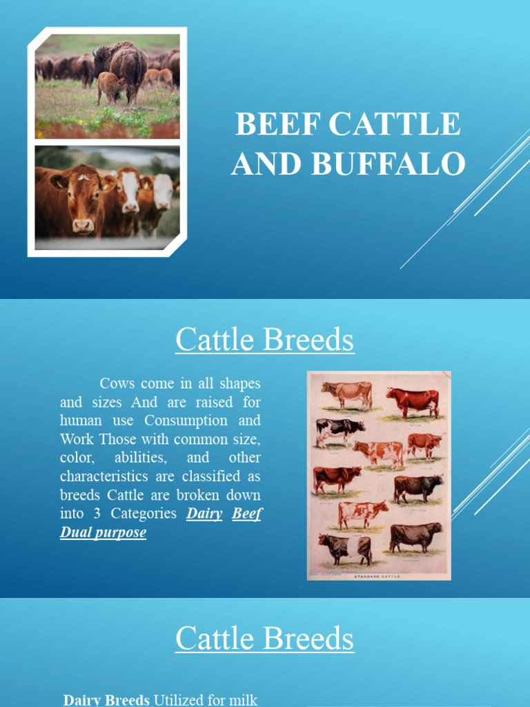 Beef and Buffalo Breeds Overview | PDF | Cattle | Dairy Cattle