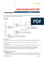 Sistema Nervioso Central (SNC) - IV B - 4° - Removed