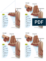 04 Estrutura Interna Intestino Delgado